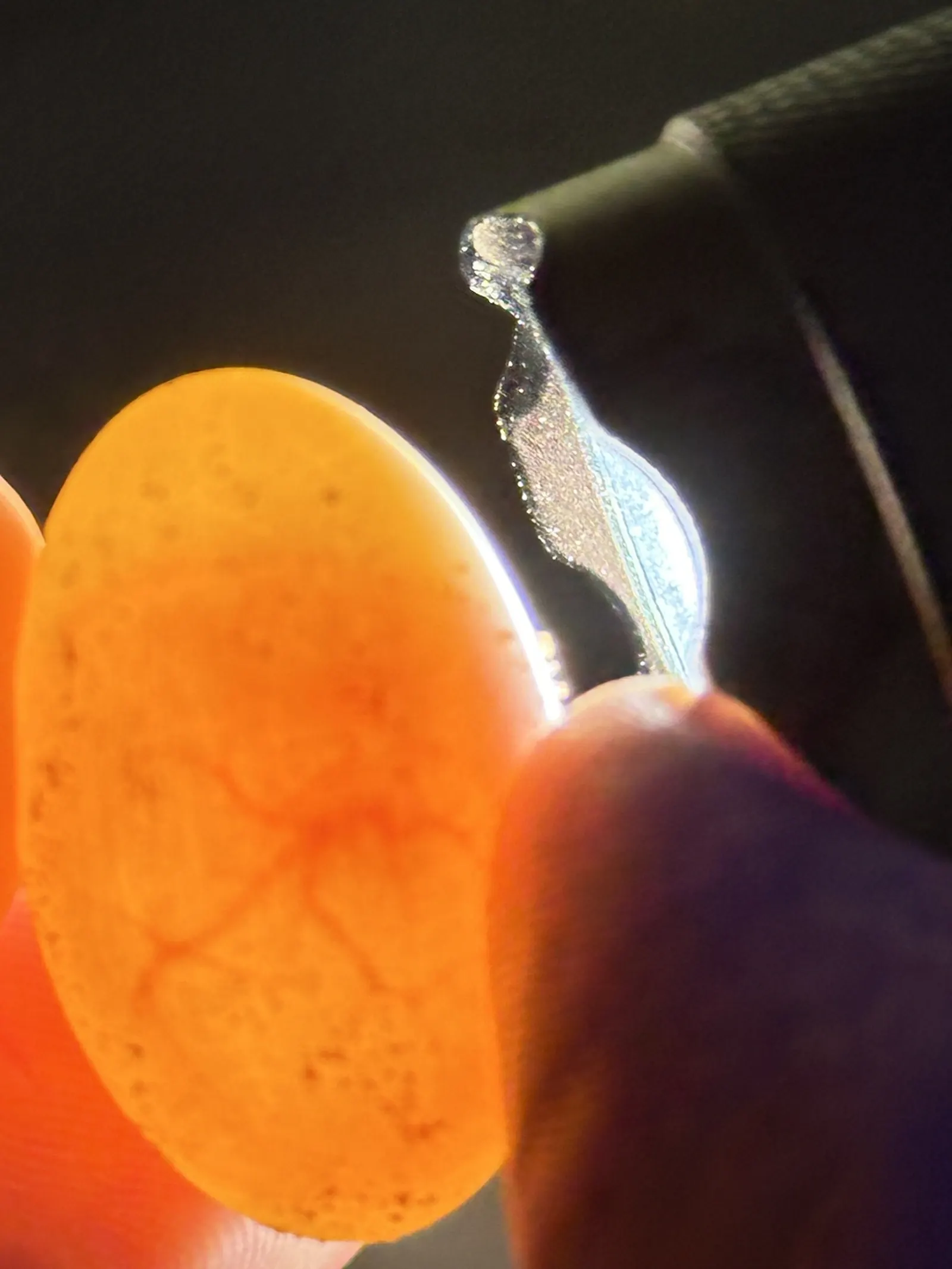 A bearded dragon egg backlit at day ten, showing the vascular network through the shell