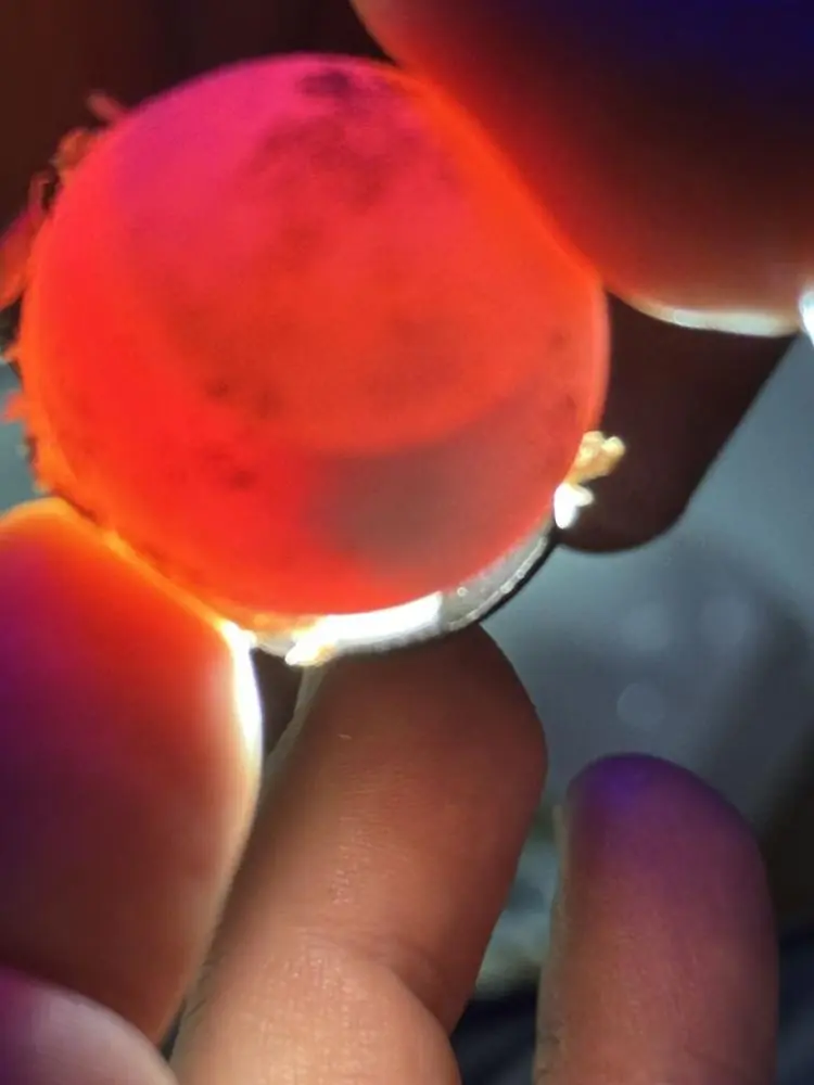 An egg backlit during candling, veins visible
