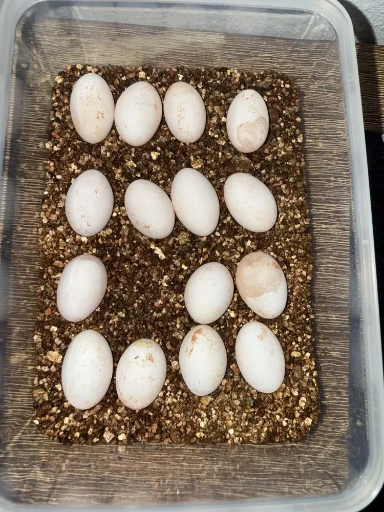 Fifteen bearded dragon eggs set out in a vermiculite tub