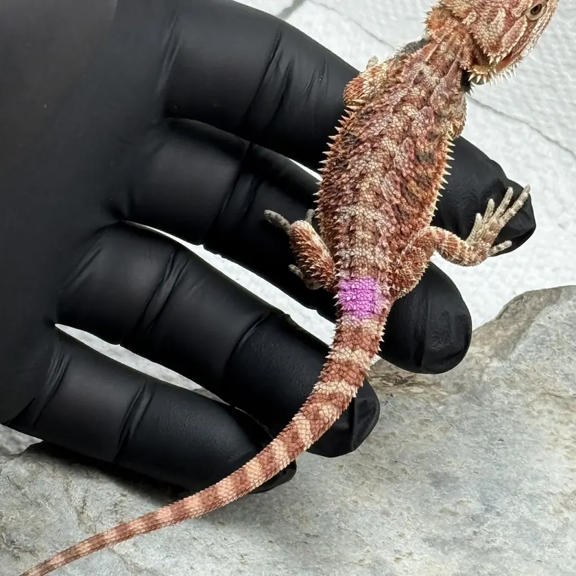 Bright Banded Female, animal F-12