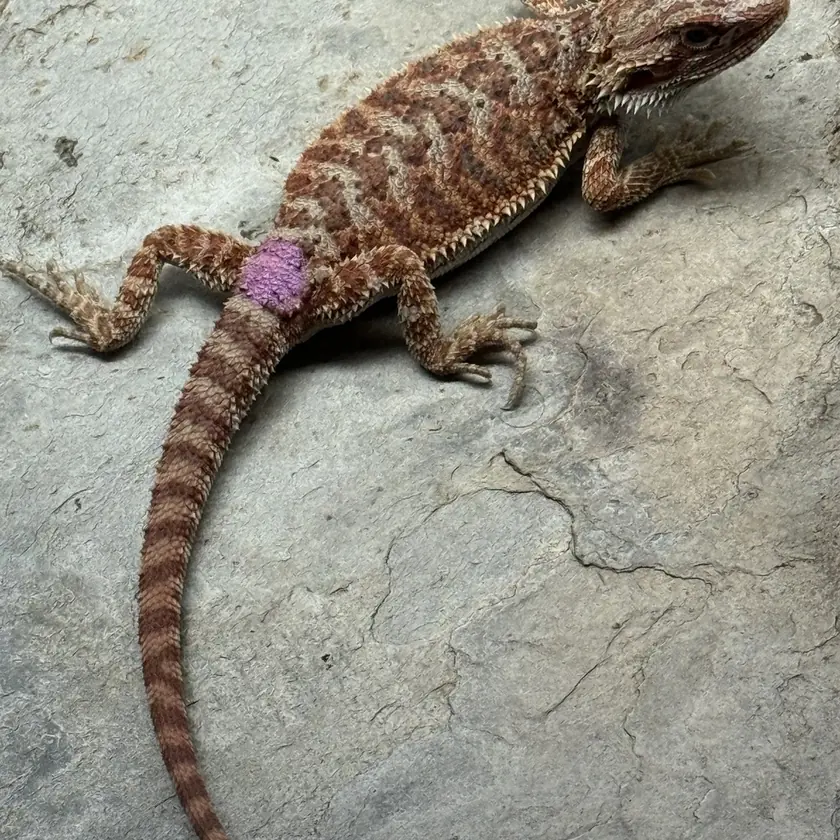 Cream-Banded Female, animal F-13
