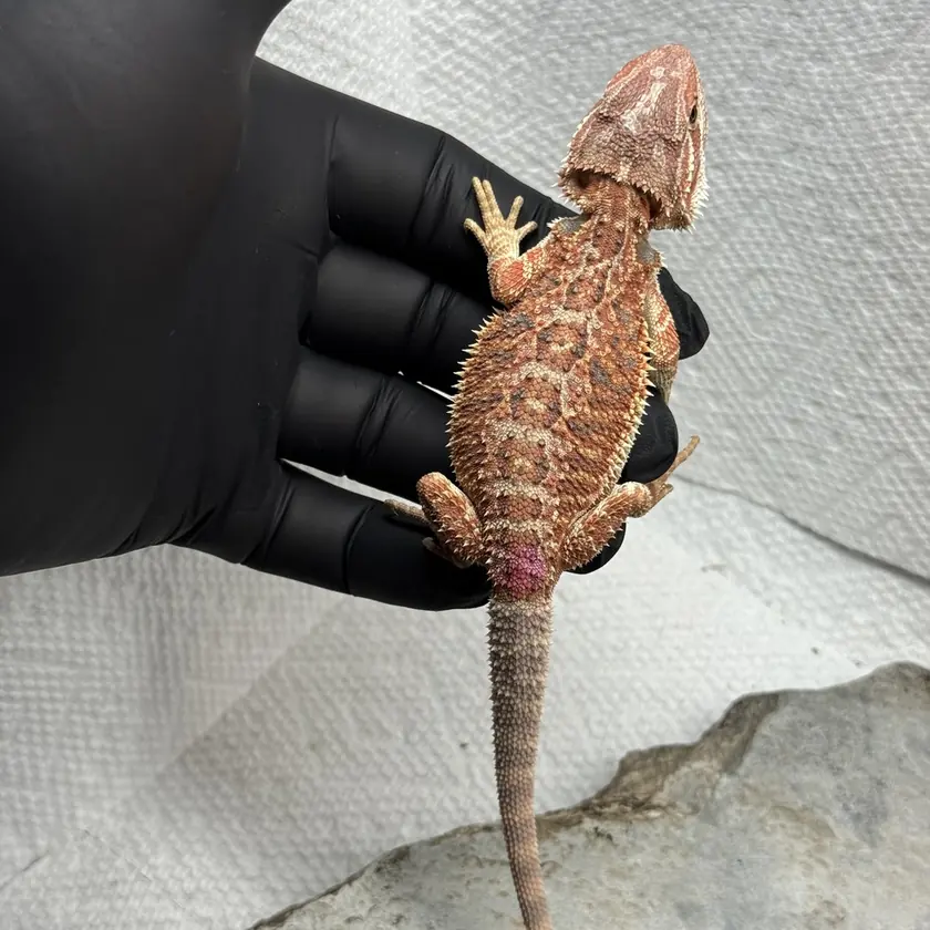 Warm Orange Female, animal F-17