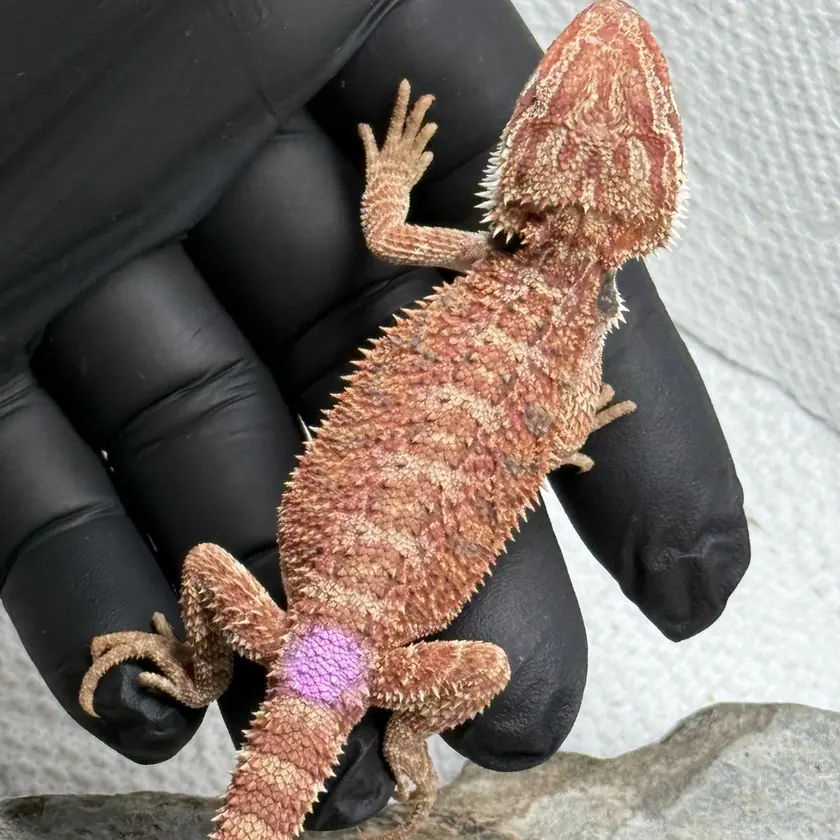 Cream-Banded Female, animal F-18