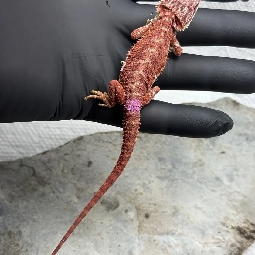 Banded Female, animal F-8