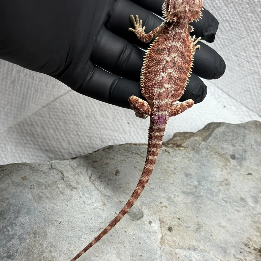 Warm Banded Female, animal F-9