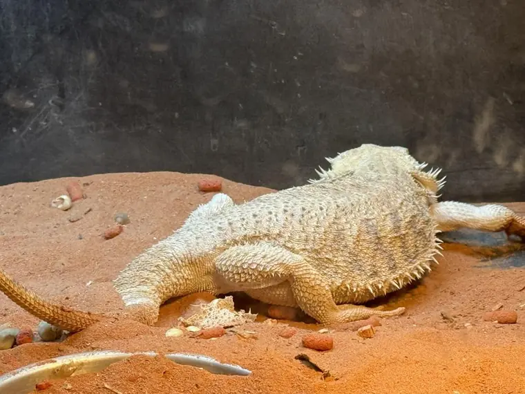 Ivory, gravid, resting in the sand