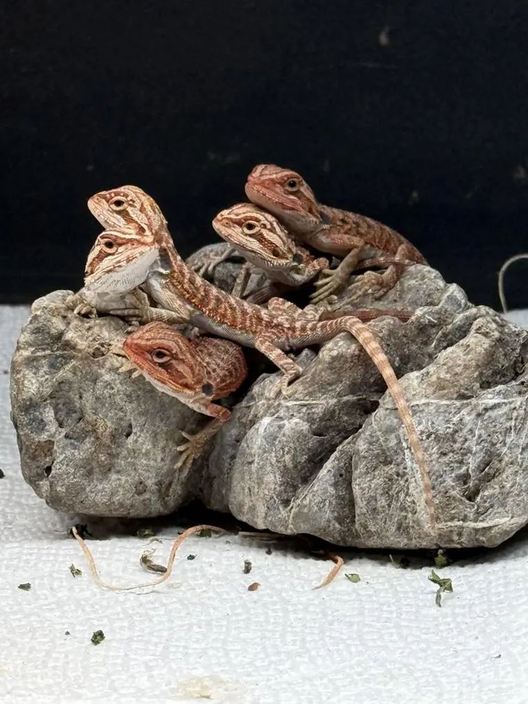 Grow-out juveniles on a rock