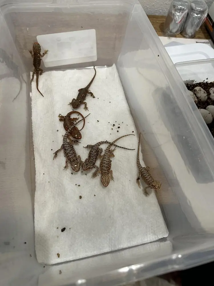 Newly hatched bearded dragons in a deli tub