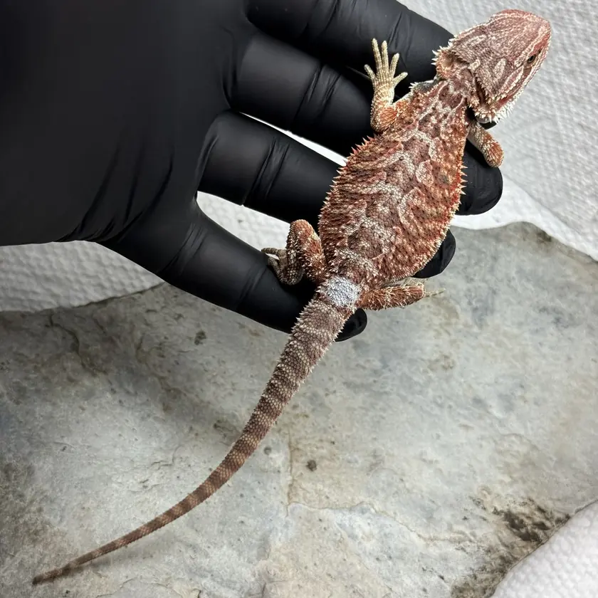 Banded Male, animal M-14