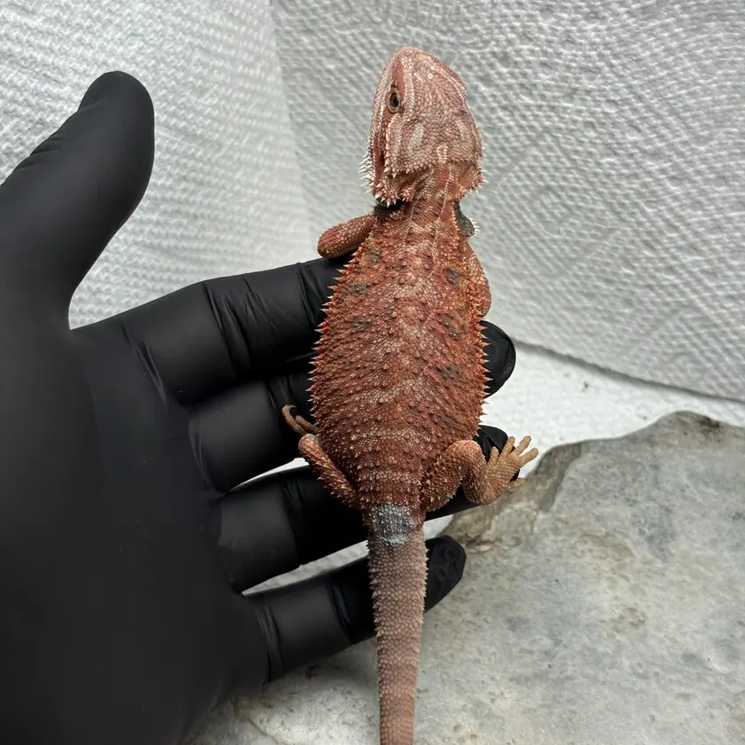 Orange-Toned Male, animal M-15