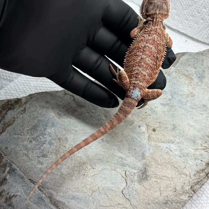 Blue Bar Male, animal M-16