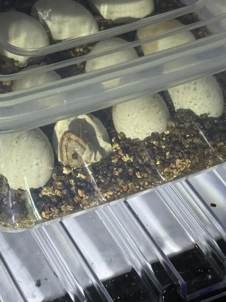 A hatchling pipping, head emerging from the shell in the incubator