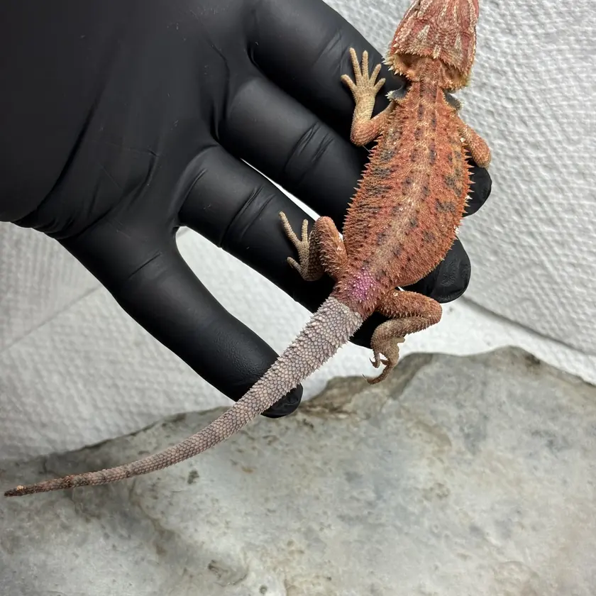 Visual Translucent Female, animal F-23